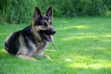 german shepherd dog