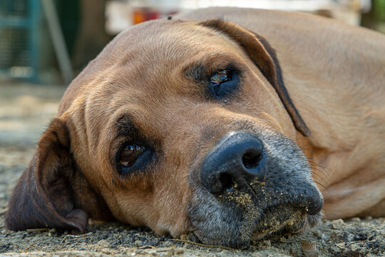 perro, mascota, animal, caf&eacute;, canino, cachorro, retrato, cuca, engendrar, mam&iacute;fero, administrar, domestica, purasangre, perro de caza, mascota, perro, pedigr&iacute;, hermoso, animal, rojo, cachorrito, abult