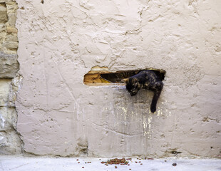 Stray cats eating on the street