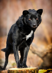 black mongrel dog in the park