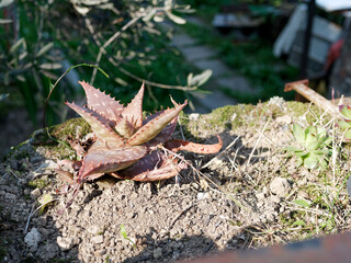 detail of a succulent plant