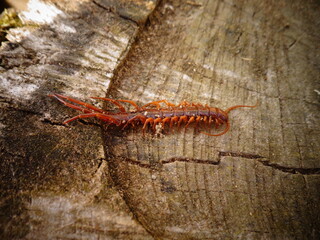 Centipede