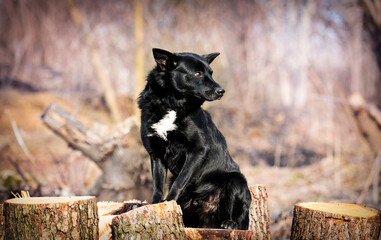 black mongrel dog