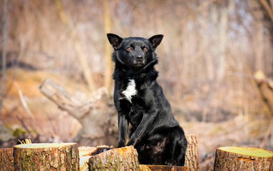 funny black mongrel dog sitting in the park