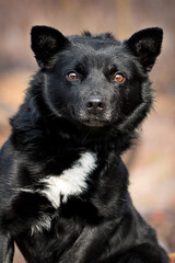 portrait of a funny black mongrel dog