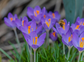 Violet crocus flower in green grass in spring sunny day