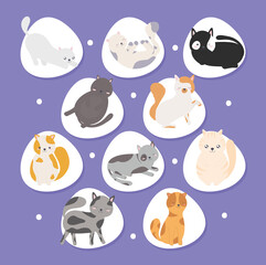 cute cats set