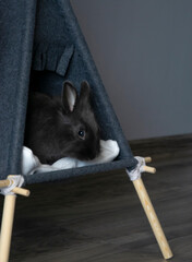 Play bunny © Ruslan