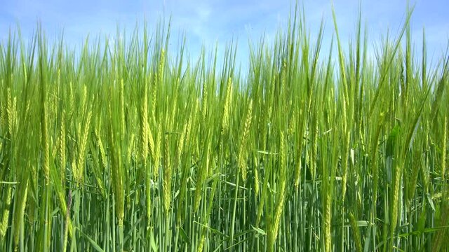 &Auml;hren von junger gr&uuml;ner Gerste auf einem Feld - Nahaufnahme gegen den hellblauen Himmel