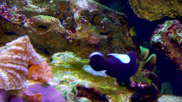 Male and female clown fish, Anemonefish (Amphiprion polymnus) fanning Its eggs