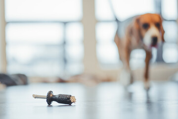 Child's toy broken by a dog on the floor against the background of a dog silhouette.