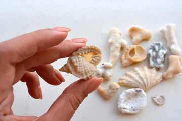 hand holding seashell