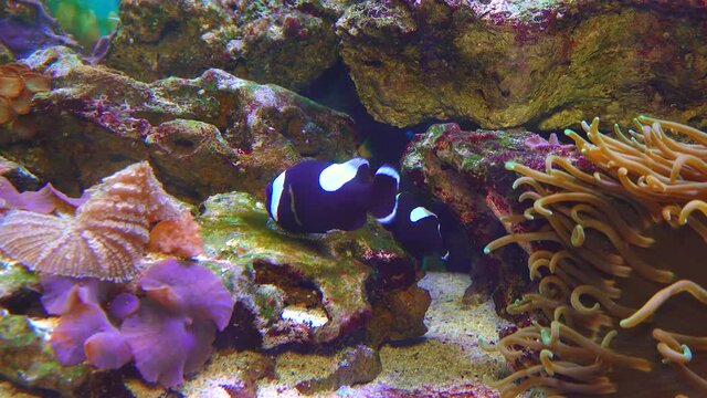 Male and female clown fish, Anemonefish (Amphiprion polymnus) fanning Its eggs