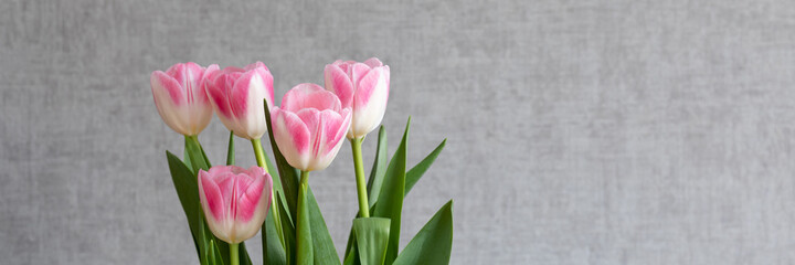 A bouquet of pink tulips on a gray wall background. Copy space