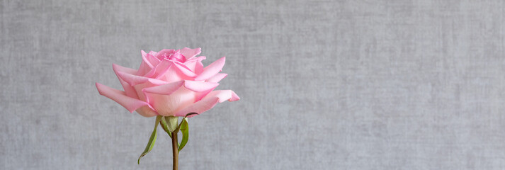 One pink rose flower on a gray wall background with a copy of the text space. One rose as a symbol of beauty, refinement or loneliness.