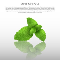 Culinary spices. Mint melissa. Abstract vector illustration of mint leaves on a light background with reflection. A blank for creativity.