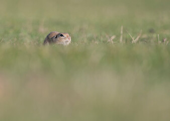 Beautiful portrait of spermophilus citellus on a spring field