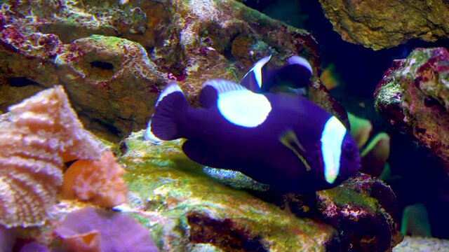 Male and female clown fish, Anemonefish (Amphiprion polymnus) fanning Its eggs