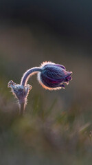 Beautiful pulsatilla in the warm light of the sunset 