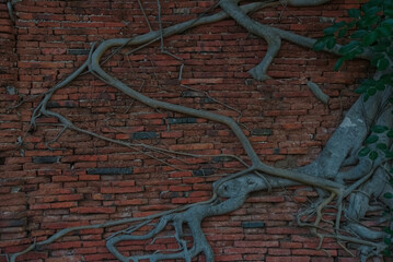 Gray Bodhi tree root is growth along brown ancient brick wall