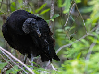 Portrait of a Black Vulture in the Forest