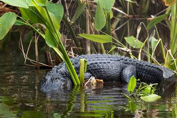 Alligator Curled Around Mangrove Plants in the Everglades National Park in Florida, USA