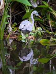 Portrait of a Great Blue Heron and its Reflection in a Mangrove in Everglades National Park in Florida, USA