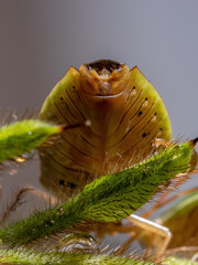 Adult Stink Bug