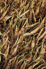 Fresh wild garlic bulbs (Allium ursinum) Ramsons bulbs close-up	