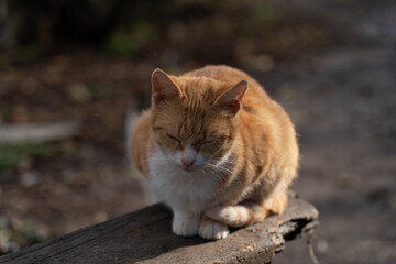 Fototapeta na wymiar Red and white cat sits on a stone