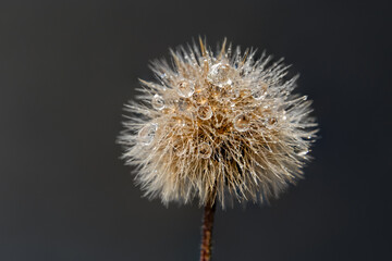 Close up photo of dandelion with water drops on it.