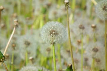 Flower field. Dandelions. Flowery meadow. Retro filter effect