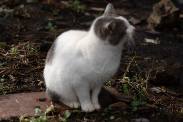 Naklejka na ściany i meble Gray and white cat sits on the ground