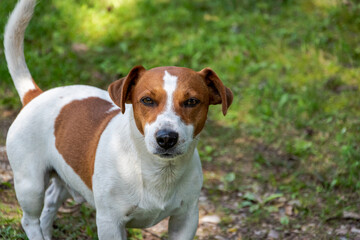 Direct eye contact of the camera and Jack Russell Terrier. Best friend.