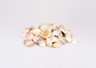 Natural sea shells isolated on a white background