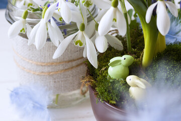 Easter bunnies , Spring flowers- blue and white snowdrops, easter eggs and feathers. Easter template, spring background, greeting card.8 march, women's day, mother's day