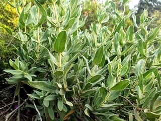 Cistus albidus, the grey-leaved cistus, is a shrubby species of flowering plant in the family Cistaceae