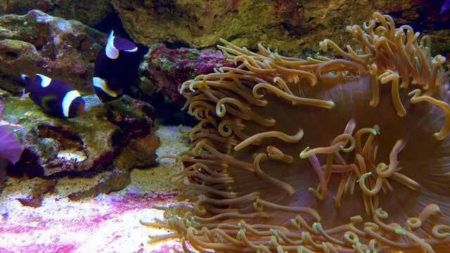 Male and female clown fish, Anemonefish (Amphiprion polymnus) fanning Its eggs