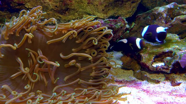 Male and female clown fish, Anemonefish (Amphiprion polymnus) fanning Its eggs