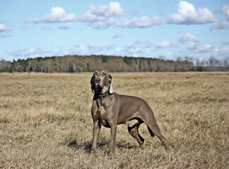 Wyżeł weimarski na polu