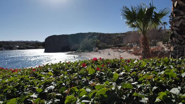 Colorado river beach, Laughlin, Nevada, view behind plants and flowers on sunny day, slow motion