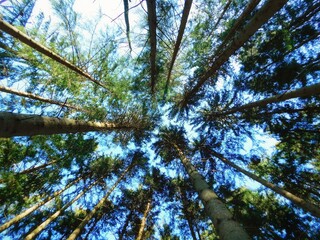 pine tree branches