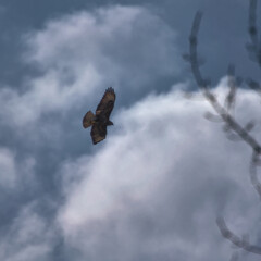 Common buzzard
