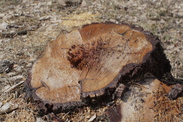 cut birch stump produces juice in the spring 
