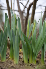 Sprouted daffodils leaves and buds in spring garden