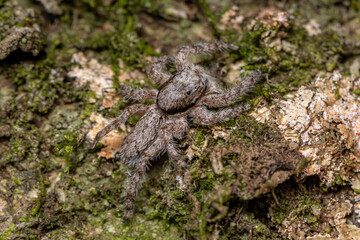 adult male jumping spider
