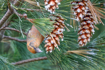 Red Crossbill