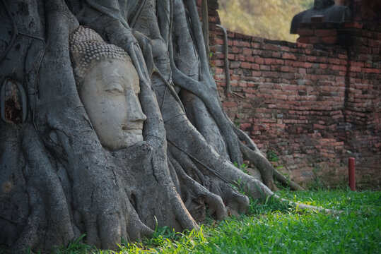 The head was once part of a sandstone Buddha image which fall off the main body onto the ground. It was gradually trapped into Bodhi tree root.