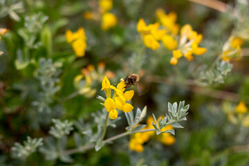 Plantas y flores con abeja recolectando polen
