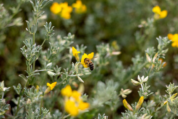 Obraz na płótnie Canvas Plantas y flores con abeja recolectando polen